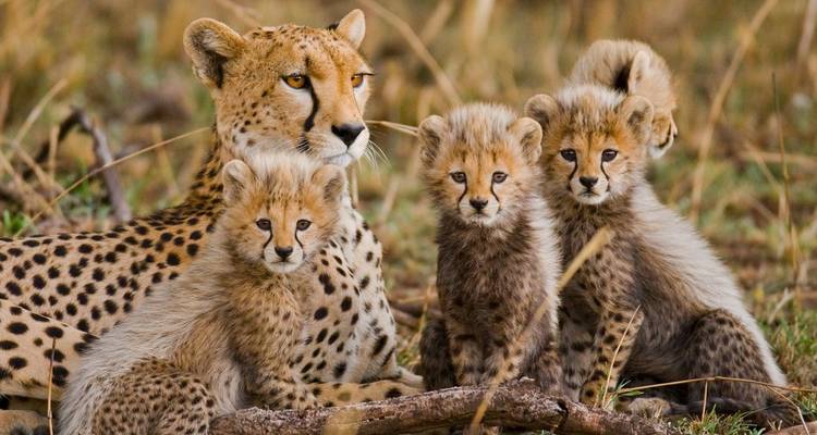 Safari de 4 jours dans le parc national Kruger et sur la route des panoramas - The Mzansi Experience 1