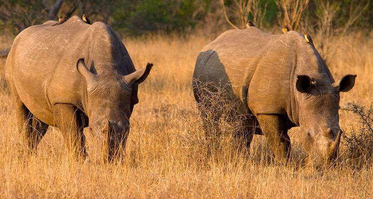 Safari de 4 jours dans le parc national Kruger et sur la route des panoramas - The Mzansi Experience 2