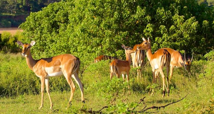 Safari de 4 jours dans le parc national Kruger et sur la route des panoramas - The Mzansi Experience 3