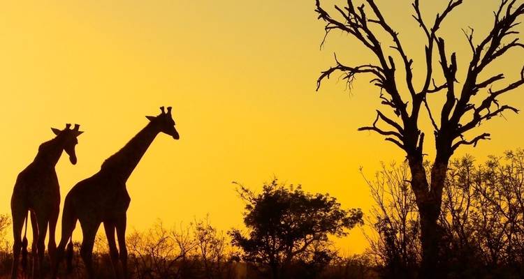 Safari de 4 jours dans le parc national Kruger et sur la route des panoramas - The Mzansi Experience 7