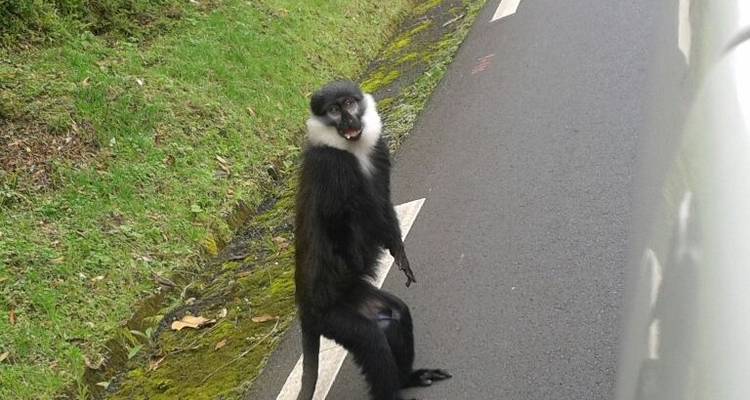 3 jours de visite du parc national de Nyungwe - New Horizon Africa Safaris 6