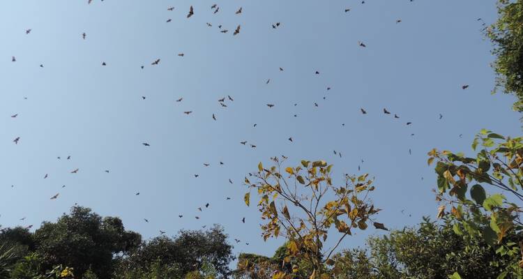3 jours de visite du parc national de Nyungwe - New Horizon Africa Safaris 8