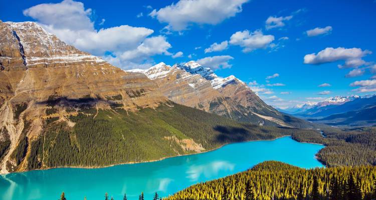 Aerial viewpoint of brilliant turquoise Peyto Lake curving through dense forest beneath rugged snow-capped peaks.