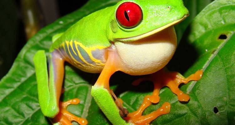 San Jose Hightlights & Arenal Volcano Adventure - Destiny Travel Costa Rica  4
