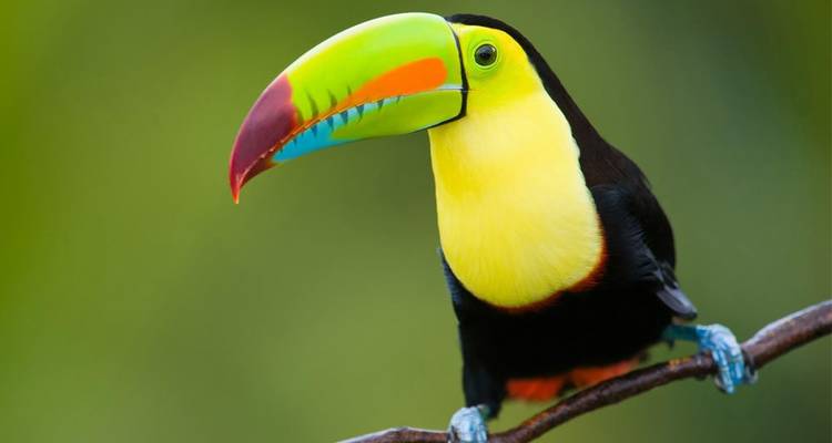 San Jose Hightlights & Arenal Volcano Adventure - Destiny Travel Costa Rica  7