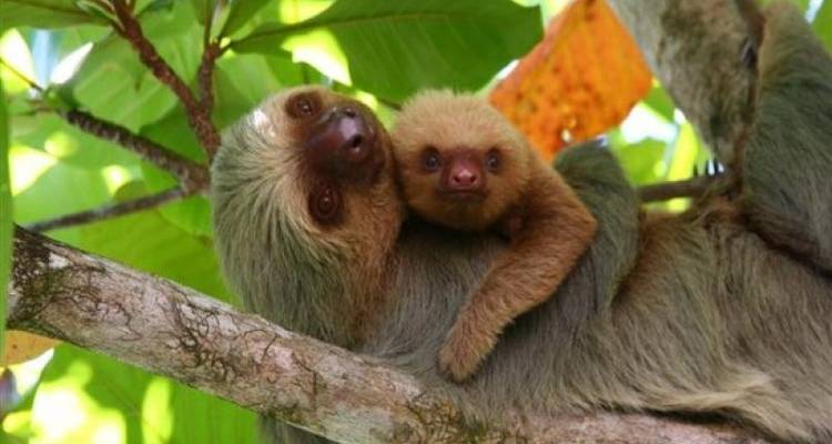 San Jose Hightlights & Arenal Volcano Adventure - Destiny Travel Costa Rica  2