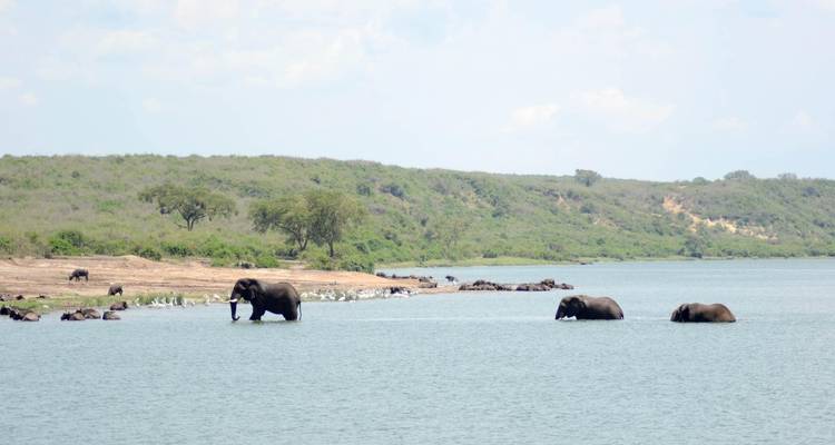 Safari de 4 jours dans le parc national Queen Elizabeth - Bamboo Ecotours 4