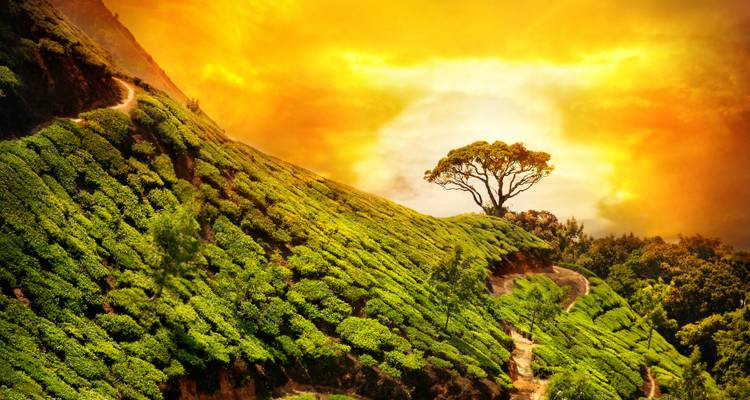 Viaje de 7 días al corazón cultural del sur de la India - todo incluido - Travel Con 4