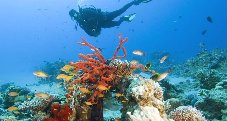 Un plongeur explorant des récifs coralliens avec des poissons colorés autour.