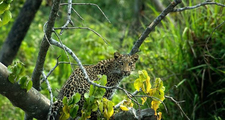 Weekend in Nepal - Chitwan Safari - Swotah Travel and Adventure 5