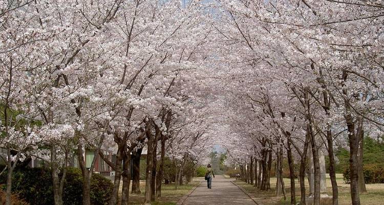 Walking Through Cherry Blossoms - Crooked Compass 4
