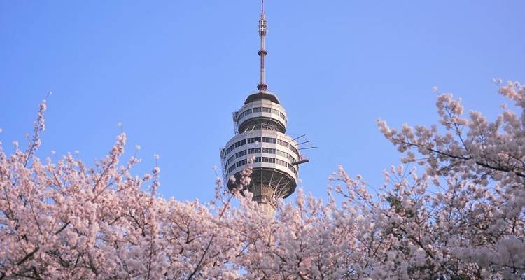 Walking Through Cherry Blossoms - Crooked Compass 1