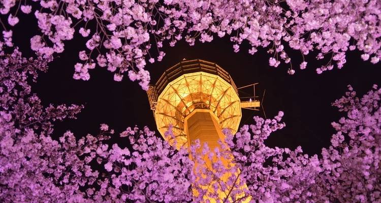 Walking Through Cherry Blossoms - Crooked Compass 2