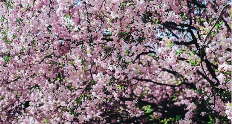 Walking Through Cherry Blossoms - Crooked Compass 3