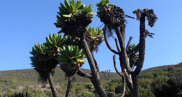 Kilimanjaro Climb  Rongai Route 6 day trek, 8 day tour - Nomadic Adventures 8