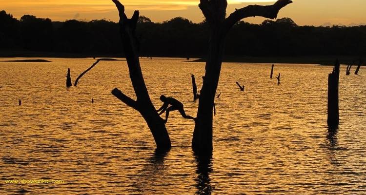 Les incontournables du Sri Lanka - 10 jours [ Economy ] - showlanka tours  2