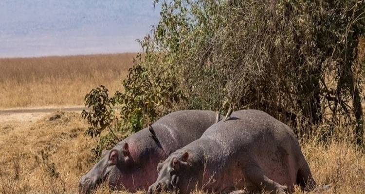 Safari de 6 días por el Serengeti y el Ngorongoro tanzanos - Zanzibar View Tours And Safaris 6