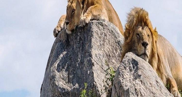 Safari de 6 días por el Serengeti y el Ngorongoro tanzanos - Zanzibar View Tours And Safaris 2