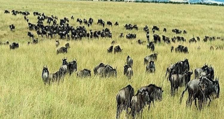 Safari de 6 días por el Serengeti y el Ngorongoro tanzanos - Zanzibar View Tours And Safaris 3