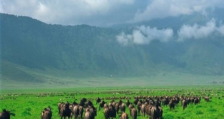 Safari de 6 días por el Serengeti y el Ngorongoro tanzanos - Zanzibar View Tours And Safaris 5