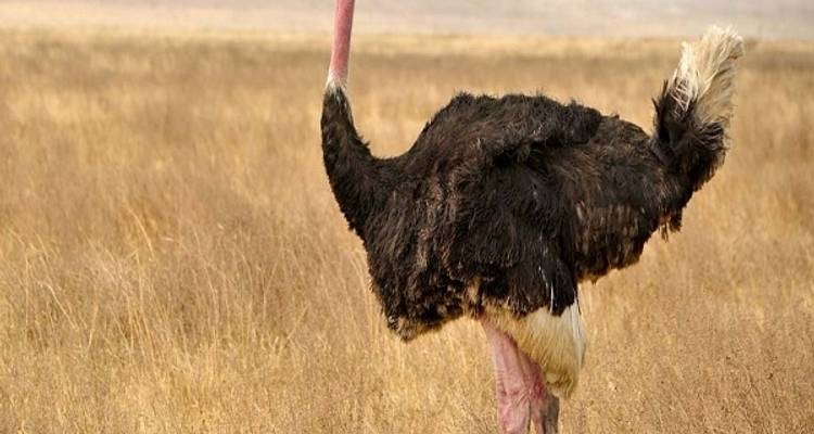 Safari de 6 días por el Serengeti y el Ngorongoro tanzanos - Zanzibar View Tours And Safaris 7