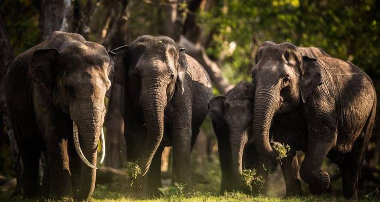 North & East Highlights Sri lanka 12 Days [Comfort "Summer"] - showlanka tours  6
