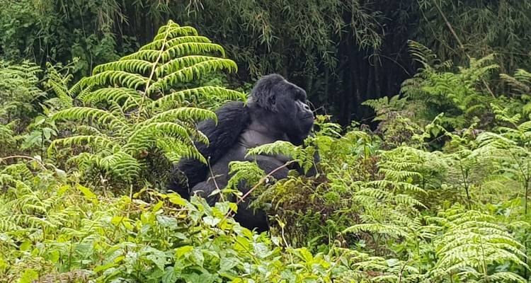9 jours de safari et d'expérience avec les gorilles au Rwanda - New Horizon Africa Safaris 7