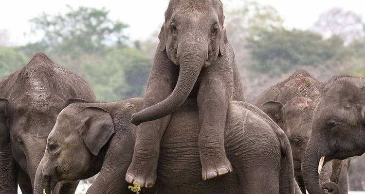 Quelque chose de différent : le Sri Lanka en 09 jours [Confort « Hiver »]. - showlanka tours  7