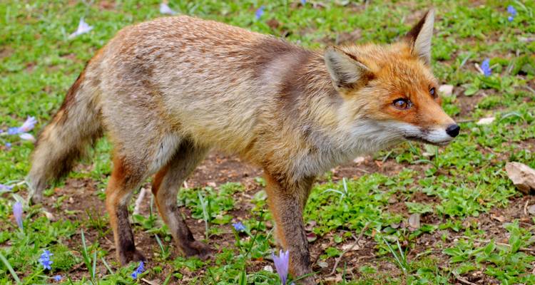 Ein Fuchs, der auf einer grasbewachsenen Wiese mit Wildblumen steht.