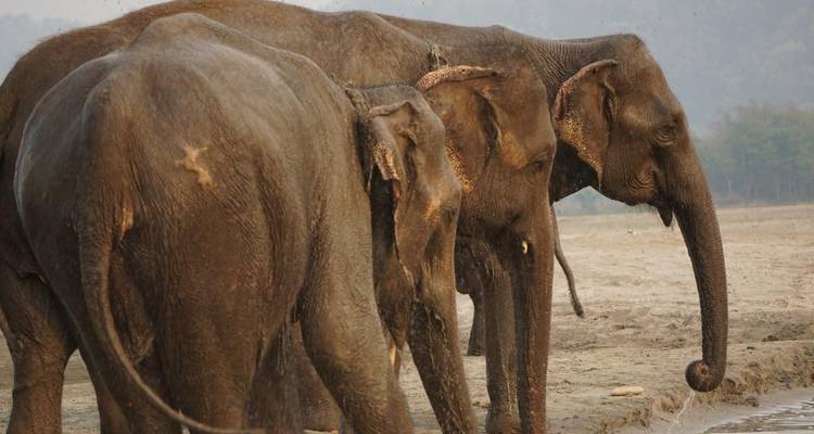 Circuito al Parque Nacional de Chitwan Nepal - The Tour Trek and Travel Nepal Pvt. Ltd 4