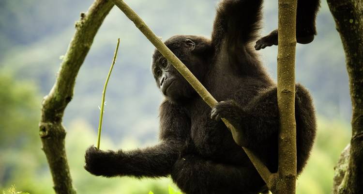 4 Day Rwanda Uganda Gorilla Trekking Tour Experience - Safari 2 Gorilla Tours (U) Ltd 1