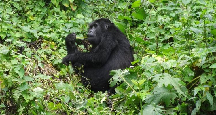 4 Day Rwanda Uganda Gorilla Trekking Tour Experience - Safari 2 Gorilla Tours (U) Ltd 2
