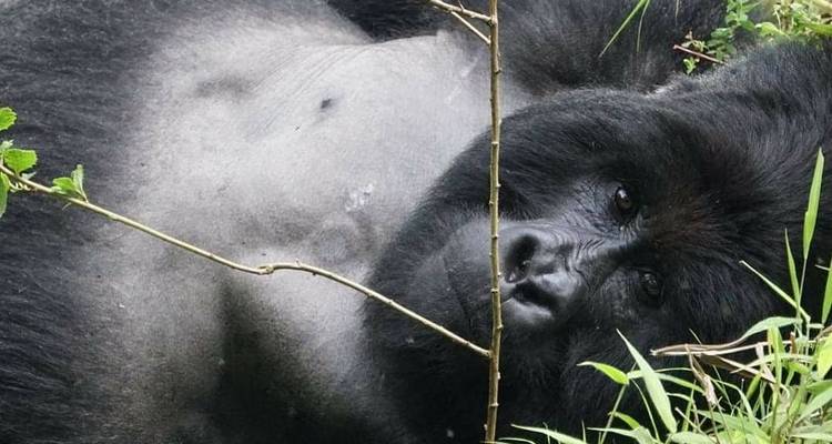 4 Day Rwanda Uganda Gorilla Trekking Tour Experience - Safari 2 Gorilla Tours (U) Ltd 6