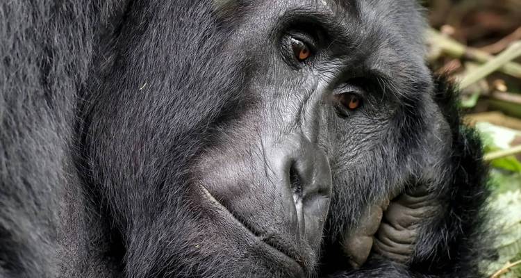 4 Day Rwanda Uganda Gorilla Trekking Tour Experience - Safari 2 Gorilla Tours (U) Ltd 7