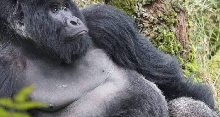 4 Day Rwanda Uganda Gorilla Trekking Tour Experience - Safari 2 Gorilla Tours (U) Ltd 8