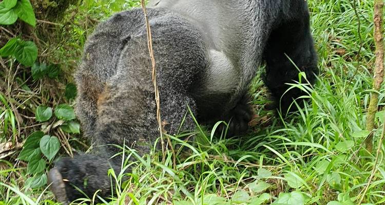 4 Day Rwanda Uganda Gorilla Trekking Tour Experience - Safari 2 Gorilla Tours (U) Ltd 9