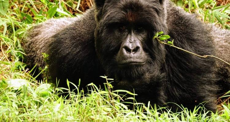 4 Day Rwanda Uganda Gorilla Trekking Tour Experience - Safari 2 Gorilla Tours (U) Ltd 10