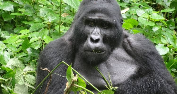 4 Day Rwanda Uganda Gorilla Trekking Tour Experience - Safari 2 Gorilla Tours (U) Ltd 4