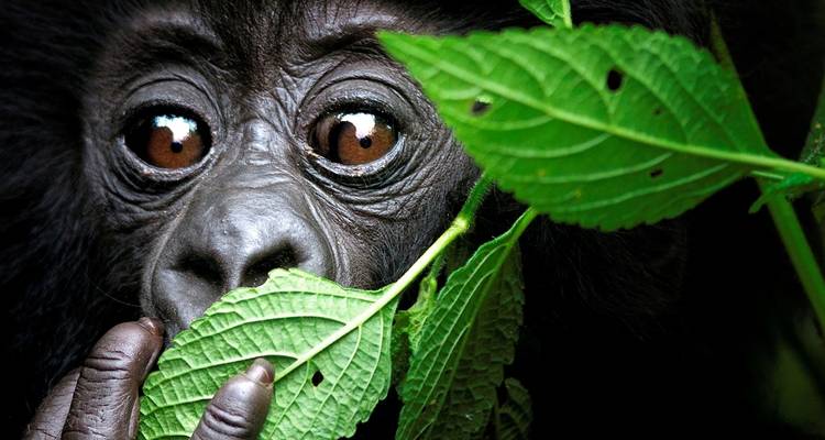 4 Day Rwanda Uganda Gorilla Trekking Tour Experience - Safari 2 Gorilla Tours (U) Ltd 3