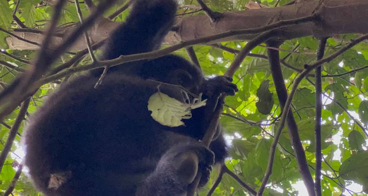 4 Day Rwanda & Uganda Gorilla Trekking Safari via Rwanda - Safari 2 Gorilla Tours (U) Ltd 3
