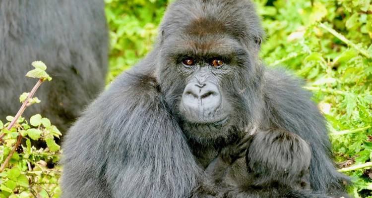 4 Day Rwanda & Uganda Gorilla Trekking Safari via Rwanda - Safari 2 Gorilla Tours (U) Ltd 4