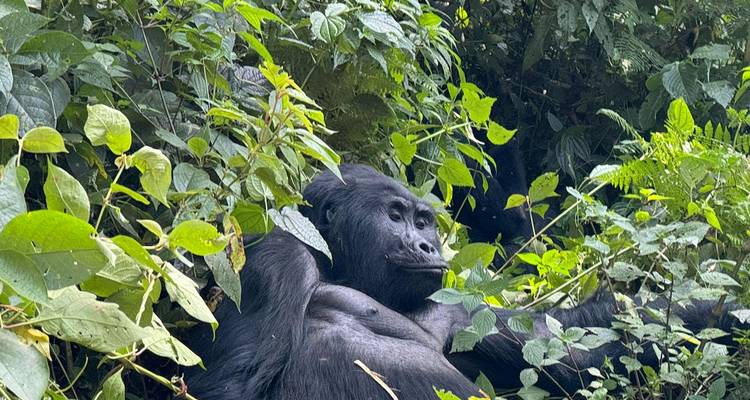 4 Day Rwanda & Uganda Gorilla Trekking Safari via Rwanda - Safari 2 Gorilla Tours (U) Ltd 7