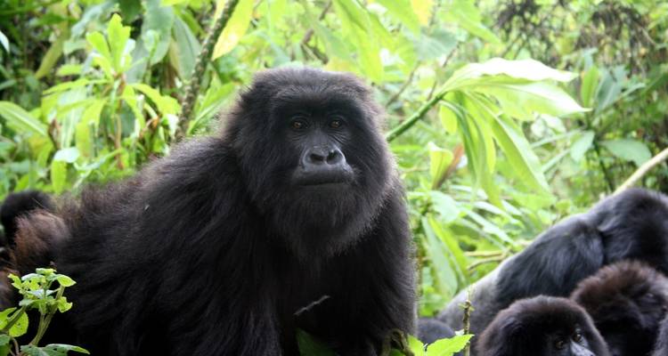 4 Day Rwanda & Uganda Gorilla Trekking Safari via Rwanda - Safari 2 Gorilla Tours (U) Ltd 1
