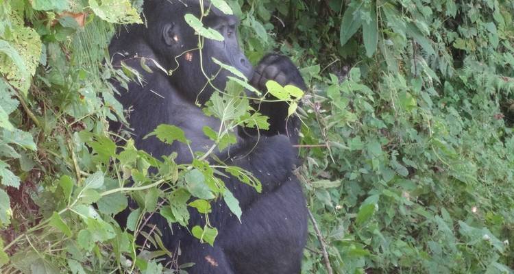 4 Day Rwanda & Uganda Gorilla Trekking Safari via Rwanda - Safari 2 Gorilla Tours (U) Ltd 2