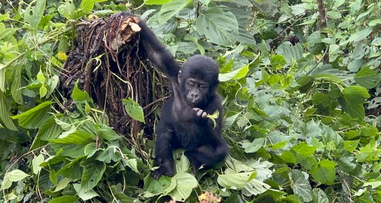 3 Day Gorilla & Golden Monkey Trekking Trip, Volcanoes NP - Safari 2 Gorilla Tours (U) Ltd 3