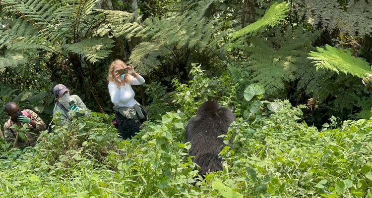 3 Day Gorilla & Golden Monkey Trekking Trip, Volcanoes NP - Safari 2 Gorilla Tours (U) Ltd 4