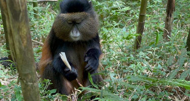 3 Day Gorilla & Golden Monkey Trekking Trip, Volcanoes NP - Safari 2 Gorilla Tours (U) Ltd 7