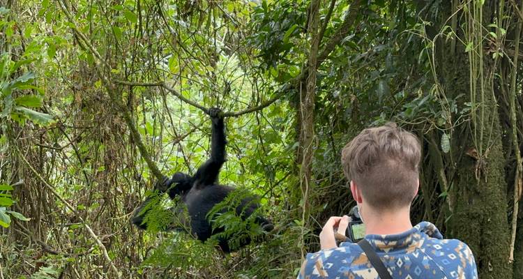 3 Day Gorilla & Golden Monkey Trekking Trip, Volcanoes NP - Safari 2 Gorilla Tours (U) Ltd 8