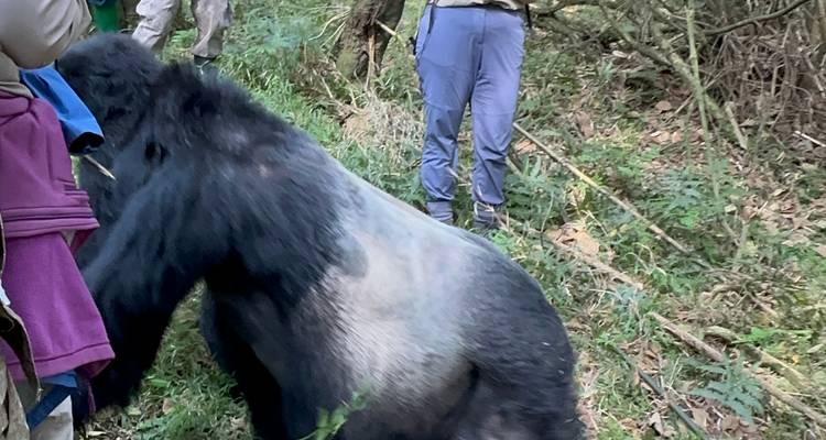 3 Day Gorilla & Golden Monkey Trekking Trip, Volcanoes NP - Safari 2 Gorilla Tours (U) Ltd 9