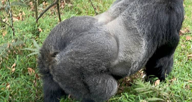3 Day Gorilla & Golden Monkey Trekking Trip, Volcanoes NP - Safari 2 Gorilla Tours (U) Ltd 10